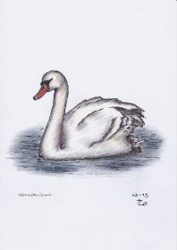 Schwan Kopie (725x1024).jpg